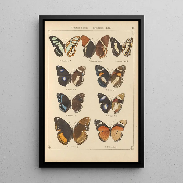 Papillons exotiques Pl046 - Otto Staudinger — ingelijst kunstwerk aan de muur