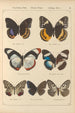 Papillons exotiques Pl047 - Otto Staudinger — weergave van het kunstwerk