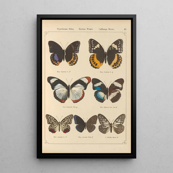 Papillons exotiques Pl047 - Otto Staudinger — ingelijst kunstwerk aan de muur