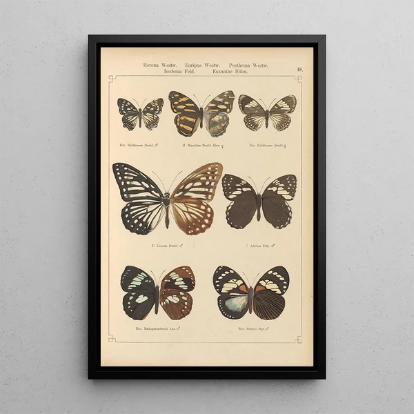 Papillons exotiques Pl048 - Otto Staudinger — ingelijst kunstwerk aan de muur
