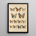 Papillons exotiques Pl049 - Otto Staudinger — ingelijst kunstwerk aan de muur