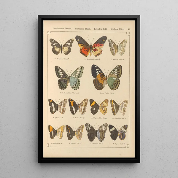 Papillons exotiques Pl049 - Otto Staudinger — ingelijst kunstwerk aan de muur