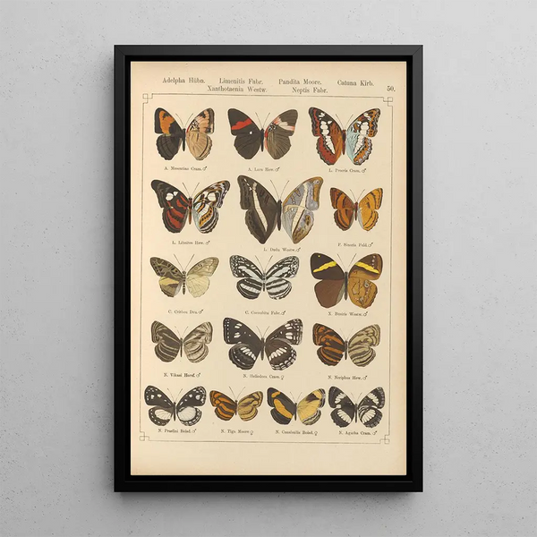 Papillons exotiques Pl050 - Otto Staudinger — ingelijst kunstwerk aan de muur