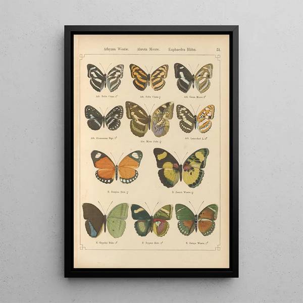 Papillons exotiques Pl051 - Otto Staudinger — ingelijst kunstwerk aan de muur