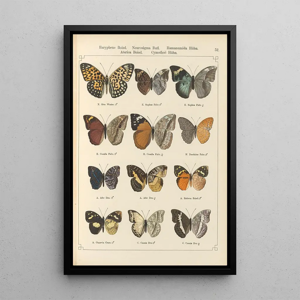 Papillons exotiques Pl052 - Otto Staudinger — ingelijst kunstwerk aan de muur