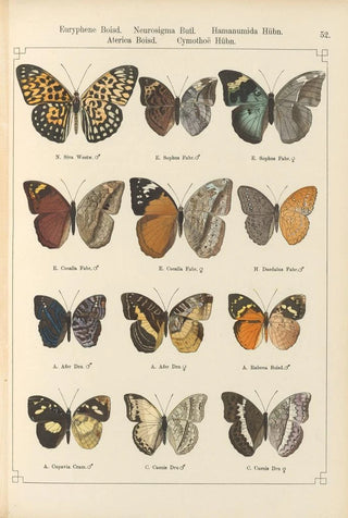 Otto Staudinger - Exotische schmetterlinge Pl052.webp