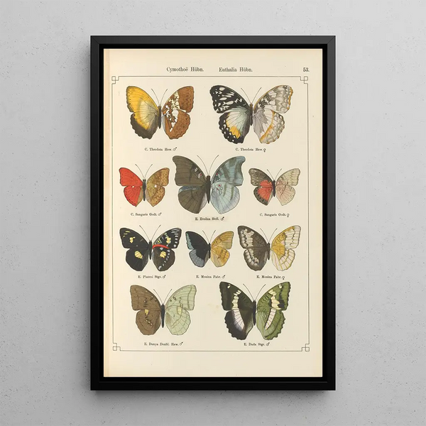 Papillons exotiques Pl053 - Otto Staudinger — ingelijst kunstwerk aan de muur
