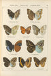 Papillons exotiques Pl054 - Otto Staudinger — weergave van het kunstwerk
