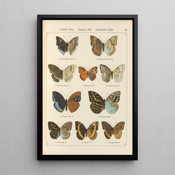 Papillons exotiques Pl054 - Otto Staudinger — ingelijst kunstwerk aan de muur