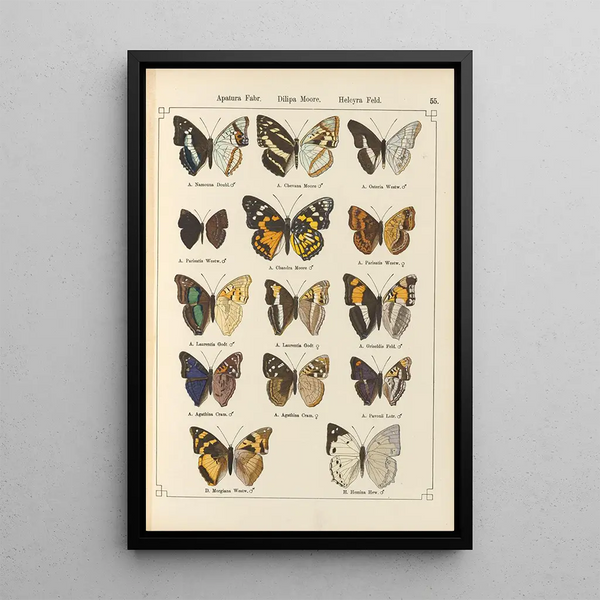 Papillons exotiques Pl055 - Otto Staudinger — ingelijst kunstwerk aan de muur