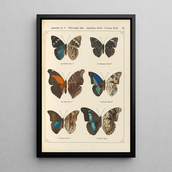 Papillons exotiques Pl056 - Otto Staudinger — ingelijst kunstwerk aan de muur