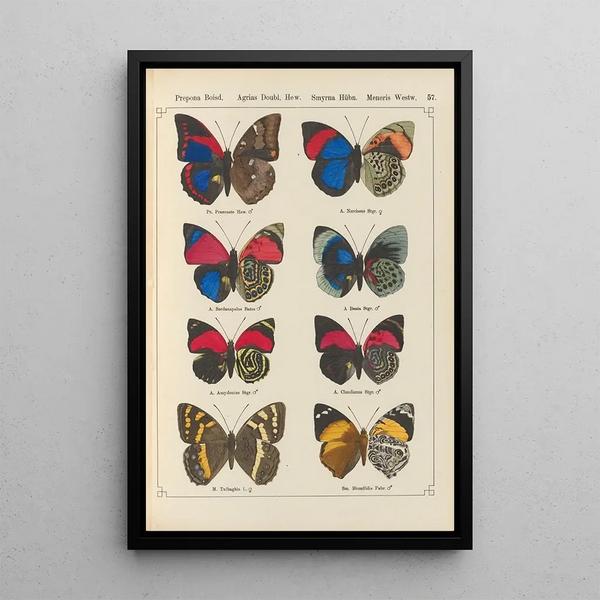 Papillons exotiques Pl057 - Otto Staudinger — ingelijst kunstwerk aan de muur