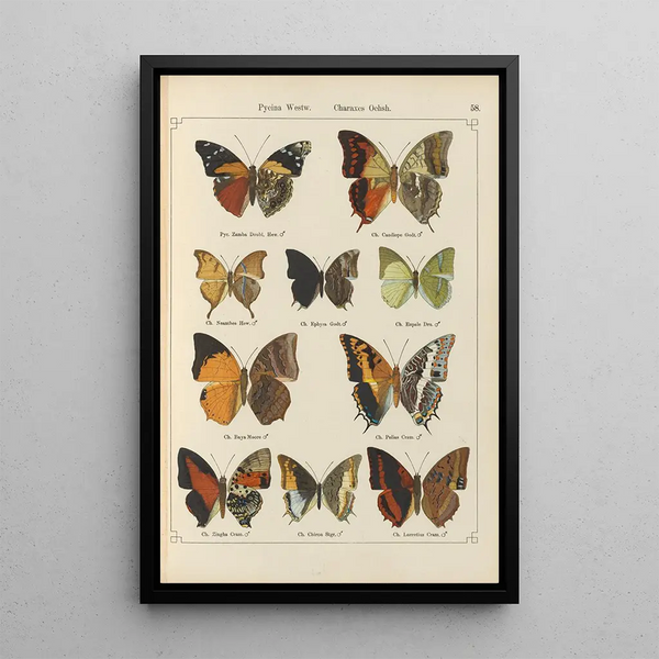 Papillons exotiques Pl058 - Otto Staudinger — ingelijst kunstwerk aan de muur