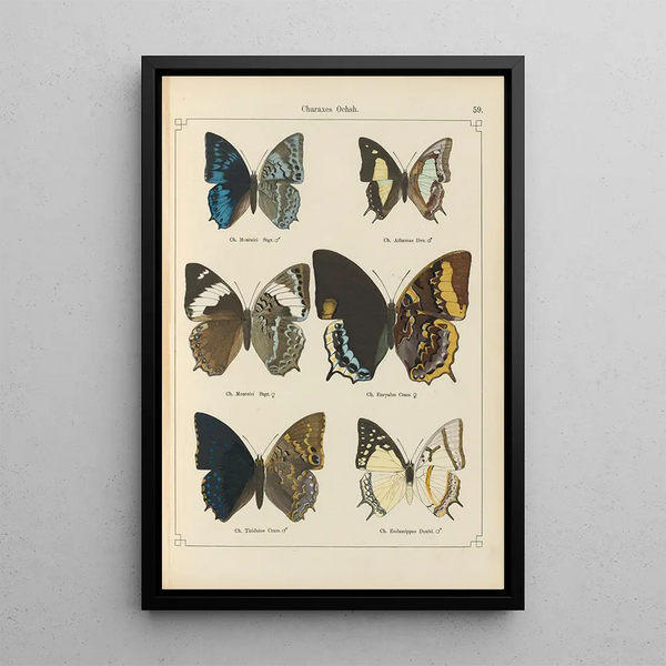 Papillons exotiques Pl059 - Otto Staudinger — ingelijst kunstwerk aan de muur