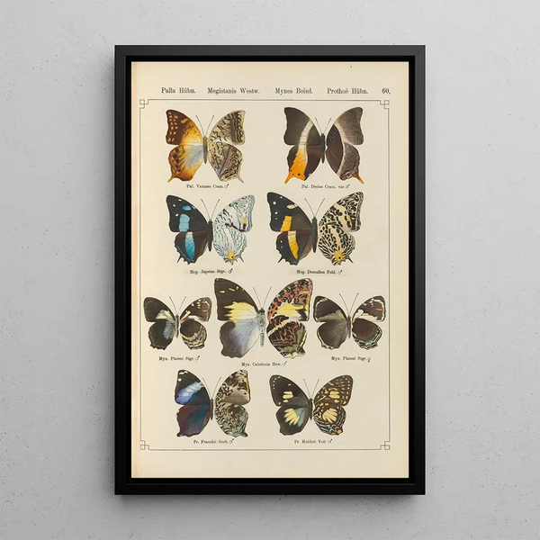 Papillons exotiques Pl060 - Otto Staudinger — ingelijst kunstwerk aan de muur