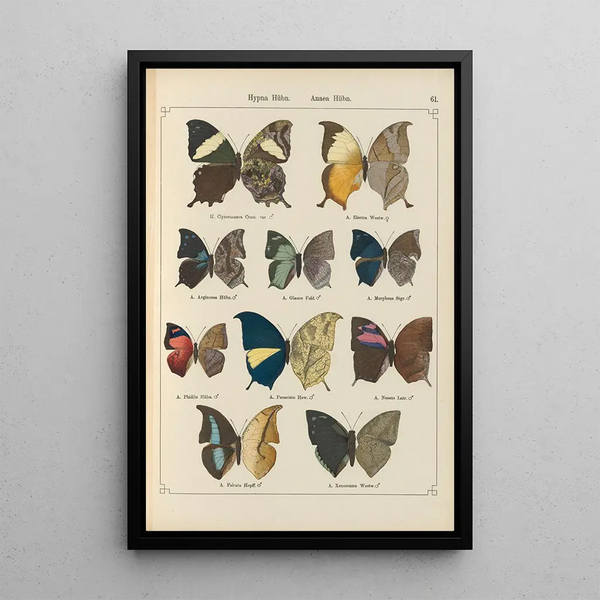 Papillons exotiques Pl061 - Otto Staudinger — ingelijst kunstwerk aan de muur
