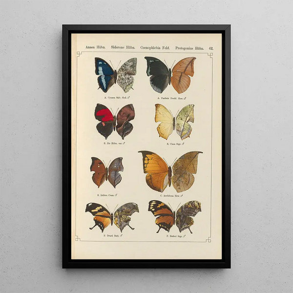 Papillons exotiques Pl062 - Otto Staudinger — ingelijst kunstwerk aan de muur