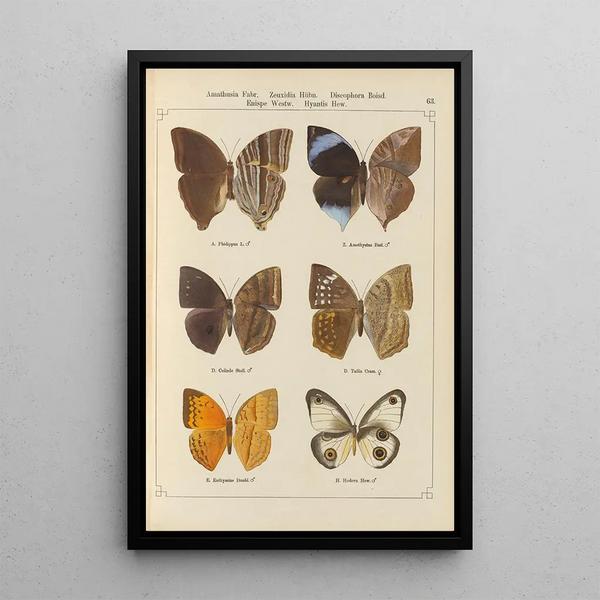 Papillons exotiques Pl063 - Otto Staudinger — ingelijst kunstwerk aan de muur