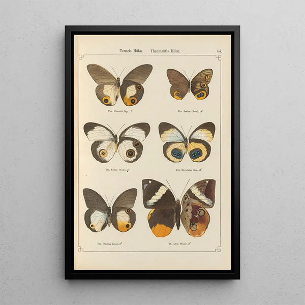 Papillons exotiques Pl064 - Otto Staudinger — ingelijst kunstwerk aan de muur