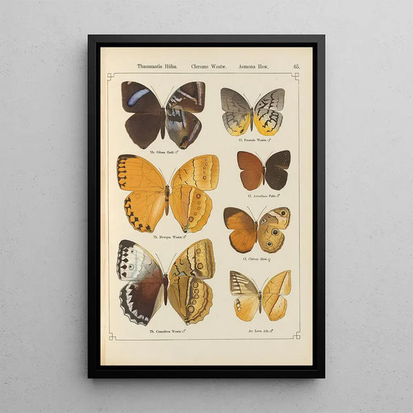 Papillons exotiques Pl065 - Otto Staudinger — ingelijst kunstwerk aan de muur