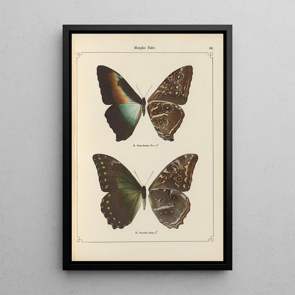 Papillons exotiques Pl066 - Otto Staudinger — ingelijst kunstwerk aan de muur