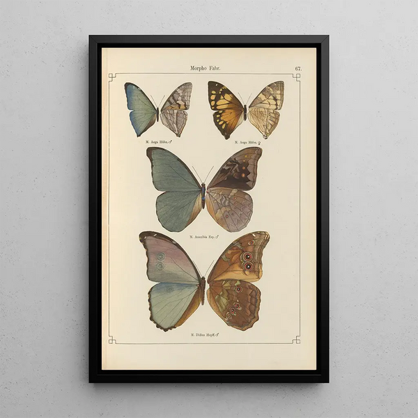 Papillons exotiques Pl067 - Otto Staudinger — ingelijst kunstwerk aan de muur