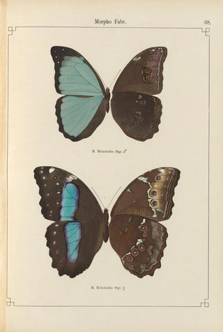 Otto Staudinger - Exotische schmetterlinge Pl068.webp