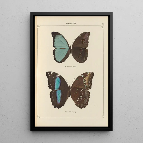 Papillons exotiques Pl068 - Otto Staudinger — ingelijst kunstwerk aan de muur