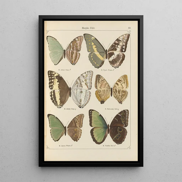 Papillons exotiques Pl069 - Otto Staudinger — ingelijst kunstwerk aan de muur