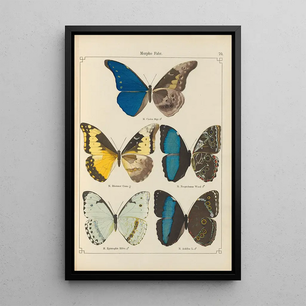 Papillons exotiques Pl070 - Otto Staudinger — ingelijst kunstwerk aan de muur
