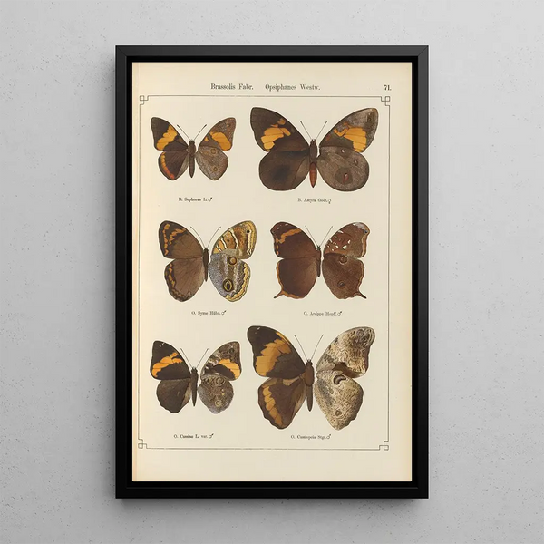 Papillons exotiques Pl071 - Otto Staudinger — ingelijst kunstwerk aan de muur