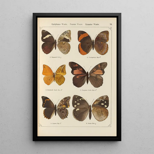 Papillons exotiques Pl072 - Otto Staudinger — ingelijst kunstwerk aan de muur