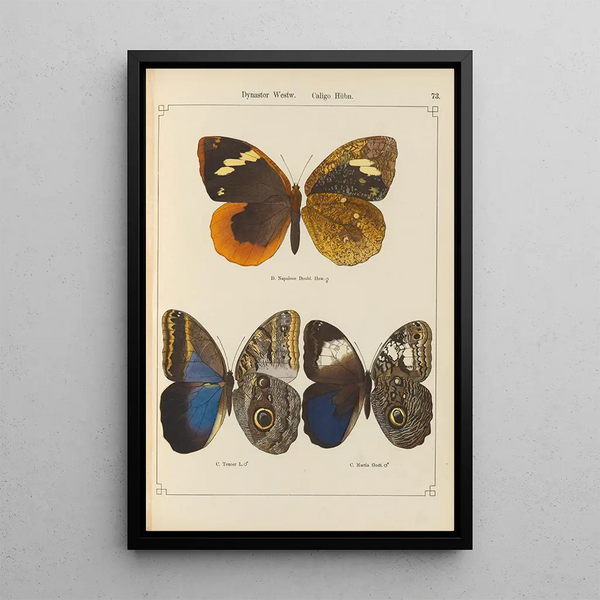 Papillons exotiques Pl073 - Otto Staudinger — ingelijst kunstwerk aan de muur