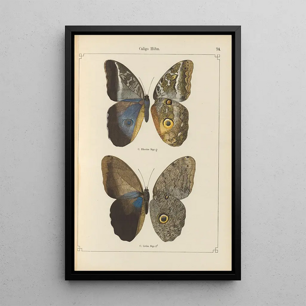 Papillons exotiques Pl074 - Otto Staudinger — ingelijst kunstwerk aan de muur