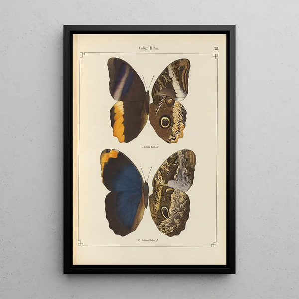 Papillons exotiques Pl075 - Otto Staudinger — ingelijst kunstwerk aan de muur