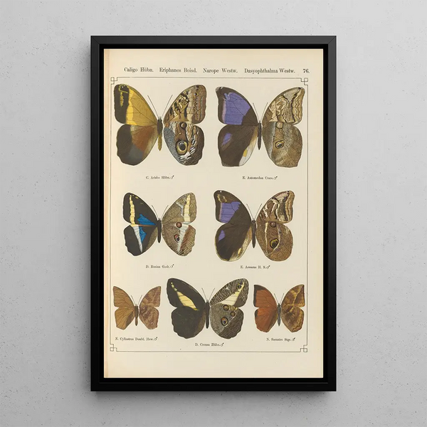 Papillons exotiques Pl076 - Otto Staudinger — ingelijst kunstwerk aan de muur