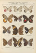 Papillons exotiques Pl077 - Otto Staudinger — weergave van het kunstwerk