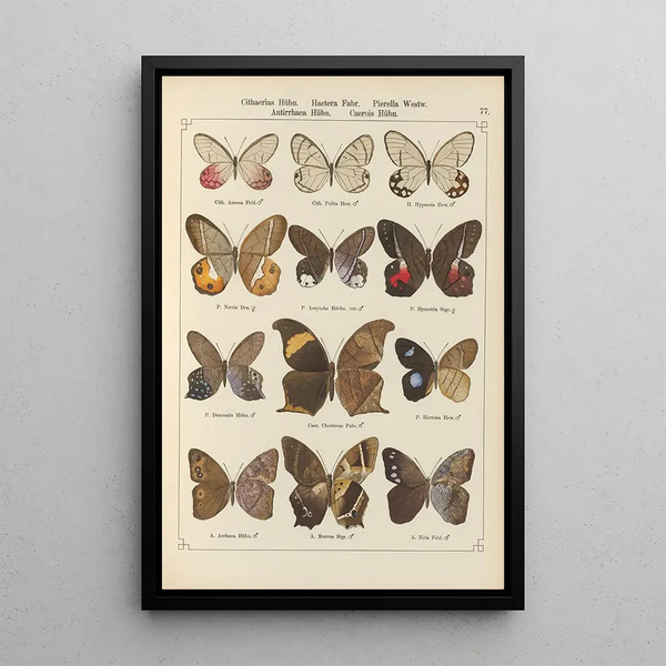 Papillons exotiques Pl077 - Otto Staudinger — ingelijst kunstwerk aan de muur