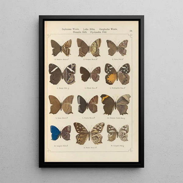 Papillons exotiques Pl078 - Otto Staudinger — ingelijst kunstwerk aan de muur