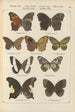 Papillons exotiques Pl079 - Otto Staudinger — weergave van het kunstwerk