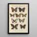 Papillons exotiques Pl079 - Otto Staudinger — ingelijst kunstwerk aan de muur
