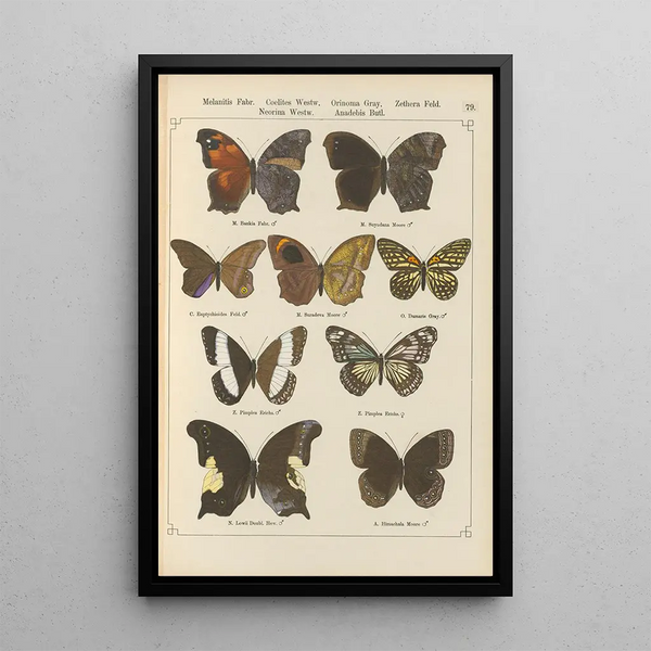 Papillons exotiques Pl079 - Otto Staudinger — ingelijst kunstwerk aan de muur