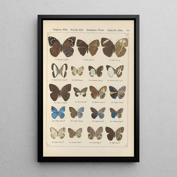 Papillons exotiques Pl080 - Otto Staudinger — ingelijst kunstwerk aan de muur