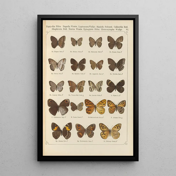 Papillons exotiques Pl081 - Otto Staudinger — ingelijst kunstwerk aan de muur