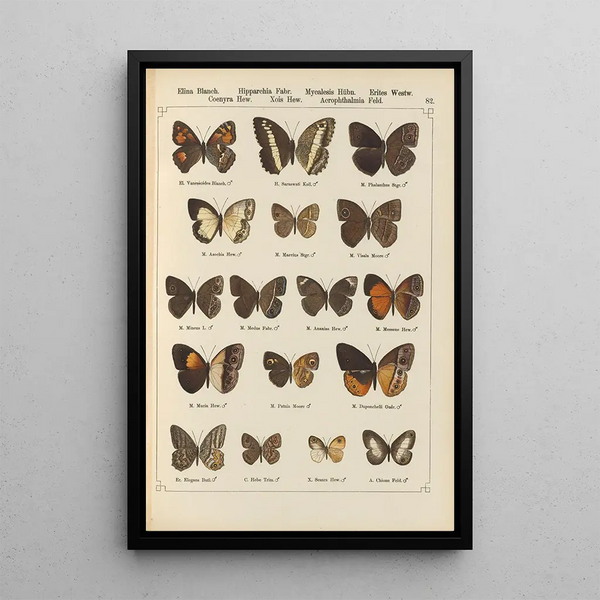 Papillons exotiques Pl082 - Otto Staudinger — ingelijst kunstwerk aan de muur