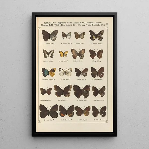 Papillons exotiques Pl083 - Otto Staudinger — ingelijst kunstwerk aan de muur