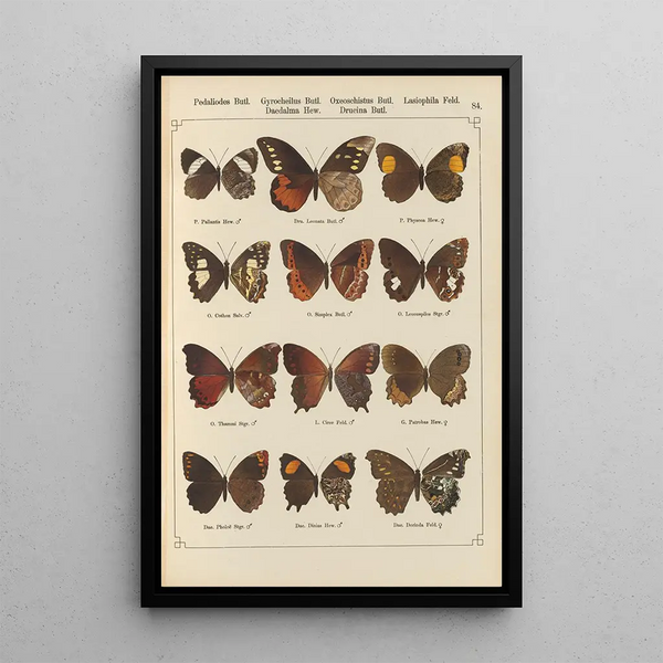 Papillons exotiques Pl084 - Otto Staudinger — ingelijst kunstwerk aan de muur
