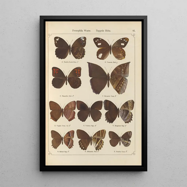 Papillons exotiques Pl085 - Otto Staudinger — ingelijst kunstwerk aan de muur