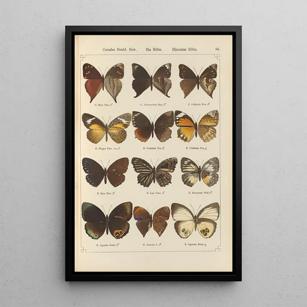 Papillons exotiques Pl086 - Otto Staudinger — ingelijst kunstwerk aan de muur