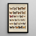 Papillons exotiques Pl087 - Otto Staudinger — ingelijst kunstwerk aan de muur